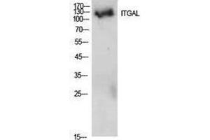 Western Blotting (WB) image for anti-Integrin alpha-L (ITGAL) (Internal Region) antibody (ABIN3181431) (ITGAL anticorps  (Internal Region))