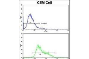 Flow cytometric analysis of CEM cells using IGHA1 Antibody (C-term)(bottom histogram) compared to a negative control cell (top histogram). (IGHA1 anticorps  (C-Term))