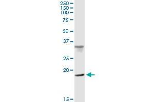 Immunoprecipitation of CENPM transfected lysate using anti-CENPM MaxPab rabbit polyclonal antibody and Protein A Magnetic Bead , and immunoblotted with CENPM purified MaxPab mouse polyclonal antibody (B01P) .