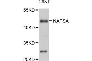 Western blot analysis of extracts of 293T cells, using NAPSA antibody (ABIN4904494) at 1:1000 dilution. (NAPSA anticorps)