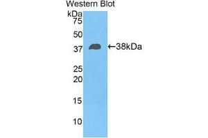 Western Blotting (WB) image for anti-Fibulin 4 (FBLN4) (AA 136-225) antibody (ABIN1858817) (FBLN4 anticorps  (AA 136-225))