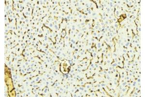 ABIN6275826 at 1/100 staining Mouse liver tissue by IHC-P. (CYP8B1 anticorps  (Internal Region))