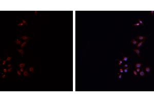 ABIN6276738 staining HEPG2 cells by IF/ICC.