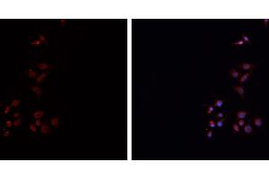ABIN6276738 staining HEPG2 cells by IF/ICC. (HLA-DRA anticorps)