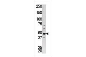 Western blot analysis of PCTK1 Antibody (C-term) (ABIN391247 and ABIN2837844) in HepG2 tissue lysate.