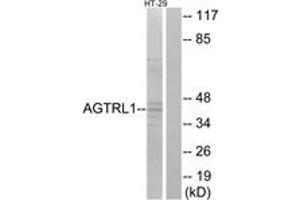 Western blot analysis of extracts from HT-29 cells, using AGTRL1 Antibody. (Apelin Receptor anticorps  (AA 141-190))