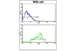 Flow cytometric analysis of WiDr cells using BCL2L11 Antibody (Center)(bottom histogram) compared to a negative control cell (top histogram).
