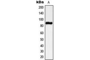 Western blot analysis of CHSY2 expression in A549 (A) whole cell lysates.