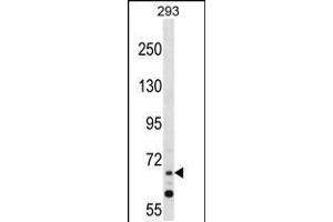 Western blot analysis in 293 cell line lysates (35ug/lane). (ZNF214 anticorps  (N-Term))