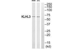 Western blot analysis of extracts from RAW264. (KLHL3 anticorps  (N-Term))
