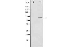 Western blot analysis of LKB1 phosphorylation expression in PMA treated NIH-3T3 whole cell lysates,The lane on the left is treated with the antigen-specific peptide. (LKB1 anticorps  (pThr189))