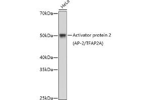 Western blot analysis of extracts of HeLa cells, using Activator protein 2 (AP-2/TFA) antibody (ABIN1678679, ABIN5663649, ABIN5663651 and ABIN6213839) at 1:1000 dilution. (TFAP2A anticorps  (AA 1-437))