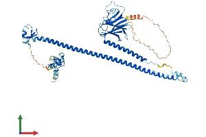 AlphaFold protein structure predicition of Human Recombinant TRIM26 Protein, UniprotID Q12899