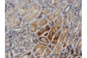 Immunoperoxidase of monoclonal antibody to PACSIN2 on formalin-fixed paraffin-embedded human kidney.