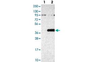 Western blot analysis of Lane 1: Negative control (vector only transfected HEK293T lysate), Lane 2: Over-expression Lysate (Co-expressed with a C-terminal myc-DDK tag (~3. (ZNF177 anticorps)