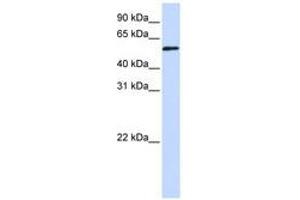 Image no. 1 for anti-Transcriptional Adaptor 3 (TADA3) (AA 216-265) antibody (ABIN6740309) (TADA3L anticorps  (AA 216-265))