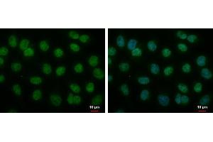 ICC/IF Image MOP3 antibody [N1N3] detects MOP3 protein at nucleus by immunofluorescent analysis. (ARNTL anticorps)