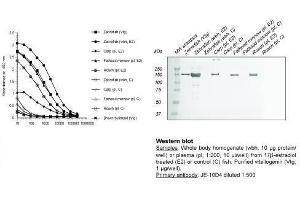 Image no. 1 for anti-Vitellogenin (VTG) antibody (ABIN123822) (Vitellogenin anticorps)