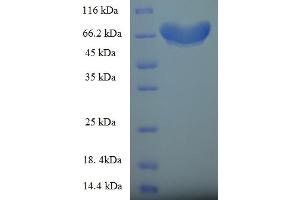 SDS-PAGE (SDS) image for Fizzy/cell Division Cycle 20 Related 1 (FZR1) (AA 1-493), (full length) protein (His-SUMO Tag) (ABIN5711969)