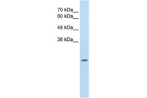 WB Suggested Anti-ALDH4A1 Antibody Titration:  2. (ALDH4A1 anticorps  (N-Term))