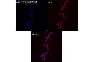 anti-Red Fluorescent Protein (RFP) antibody (DyLight 633)