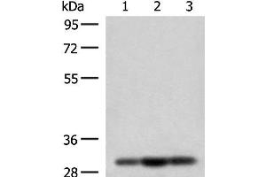 Western blot analysis of HepG2 Jurkat and 231 cell lysates using MRPS18B Polyclonal Antibody at dilution of 1:200 (MRPS18B anticorps)