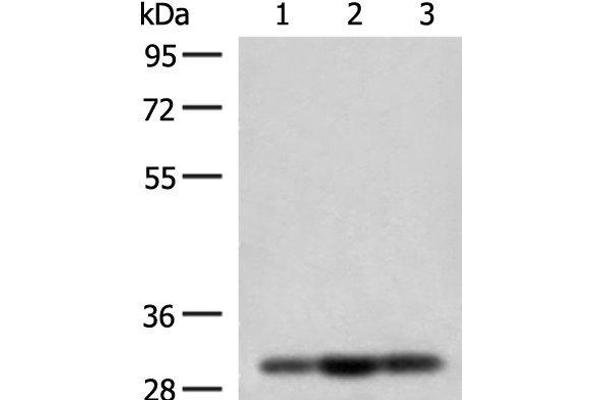MRPS18B anticorps