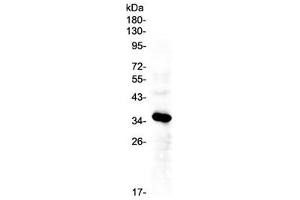 Western blot testing of human HepG2 cell lysate with IGFBP2 antibody at 0. (IGFBP2 anticorps)