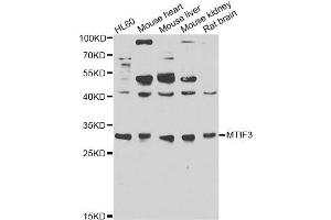 Western blot analysis of extracts of various cell lines, using MTIF3 antibody (ABIN6293683) at 1:1000 dilution. (MTIF3 anticorps)