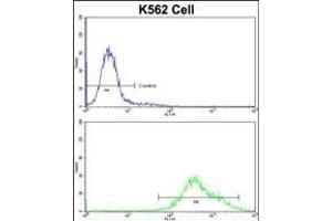 Flow cytometric analysis of K562 cells using X3 Antibody (N-term)(bottom histogram) comred to a negative control cell (top histogram)FITC-conjugated goat-anti-rabbit secondary antibodies were used for the analysis.