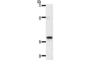 Gel: 10 % SDS-PAGE, Lysate: 60 μg, Lane: Mouse thymus tissue, Primary antibody: ABIN7192661(SSTR5 Antibody) at dilution 1/350, Secondary antibody: Goat anti rabbit IgG at 1/8000 dilution, Exposure time: 20 seconds (SSTR5 anticorps)