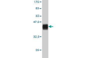 Western Blot detection against Immunogen (36.