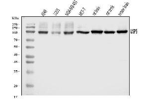 Western blot analysis of USP5 using anti-USP5 antibody (ABIN7599551). (USP5 anticorps  (AA 1-800))