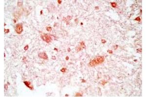 Rat brain tissue was stained by Rabbit Anti-Neuropeptide S, Prepro (23-67)  (Mouse) Antibody
