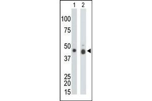 The anti-CKB Pab is used in Western blot to detect CKB in mouse colon tissue lysate (Lane 1) and Y79 cell lysate (Lane 2). (CKB anticorps  (N-Term))