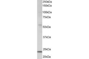 ABIN184842 staining (0. (MXD4 anticorps  (C-Term))