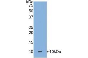 Detection of Recombinant DEFa3, Human using Polyclonal Antibody to Defensin Alpha 3, Neutrophil Specific (DEFa3) (DEFa3 anticorps  (AA 21-94))