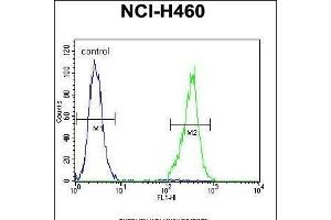 TRIM65 Antibody (Center) (ABIN655759 and ABIN2845202) flow cytometric analysis of NCI- cells (right histogram) compared to a negative control cell (left histogram). (TRIM65 anticorps  (AA 327-355))