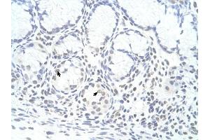 ZNF580 antibody was used for immunohistochemistry at a concentration of 4-8 ug/ml to stain Epithelial cells of fundic gland (arrows) in Human Stomach. (ZNF580 anticorps  (N-Term))