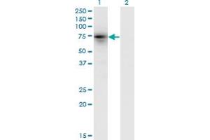 Western Blot analysis of KLHL4 expression in transfected 293T cell line by KLHL4 monoclonal antibody (M05), clone 4B6.