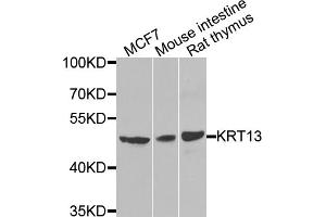 Western blot analysis of extracts of various cell lines, using KRT13 antibody. (Cytokeratin 13 anticorps)