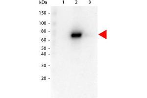 Image no. 1 for anti-V-Akt Murine Thymoma Viral Oncogene Homolog 2 (AKT2) antibody (ABIN1099905) (AKT2 anticorps)