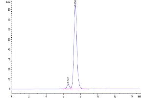 The purity of Human GITR Ligand Trimer is greater than 95 % as determined by SEC-HPLC.