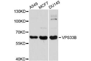 Western blot analysis of extracts of various cell lines, using VPS33B antibody (ABIN5996164) at 1/1000 dilution. (VPS33B anticorps)