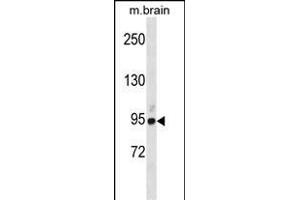 BRSK1 Antibody (Center) (ABIN1881121 and ABIN2838767) western blot analysis in mouse brain tissue lysates (35 μg/lane). (BRSK1 anticorps  (AA 355-384))