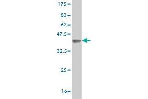 Western Blot detection against Immunogen (35. (DMWD anticorps  (AA 245-334))