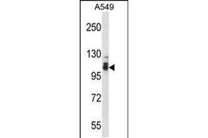 Western blot analysis in A549 cell line lysates (35ug/lane).
