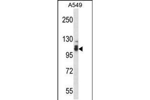 Western blot analysis in A549 cell line lysates (35ug/lane). (SMEK2 anticorps  (C-Term))