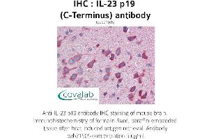 Image no. 2 for anti-Interleukin 23, alpha subunit p19 (IL23A) antibody (ABIN1735878) (IL23A anticorps)
