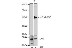 Western blot analysis of extracts of C6 cells, using Phospho-Chk1-S345 pAb (ABIN6135200, ABIN6136042, ABIN6136043 and ABIN6225600) at 1:1000 dilution or Chk1 antibody (ABIN6134818, ABIN6138518, ABIN6138519 and ABIN6223572). (CHEK1 anticorps  (pSer345))